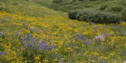 Wildflowers in the Flat Tops 6046